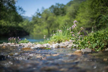 cardamine flower near mountain river
