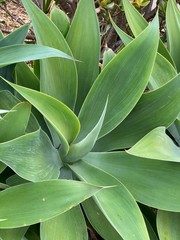 Photo of Plant Agave attenuata