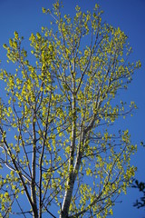 Canadian spring green trail and landscapes