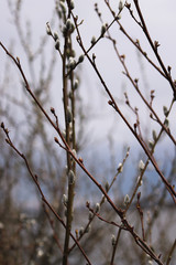 Tree branch with willow buds / selective focus