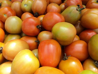 fresh tomatoes after harvest