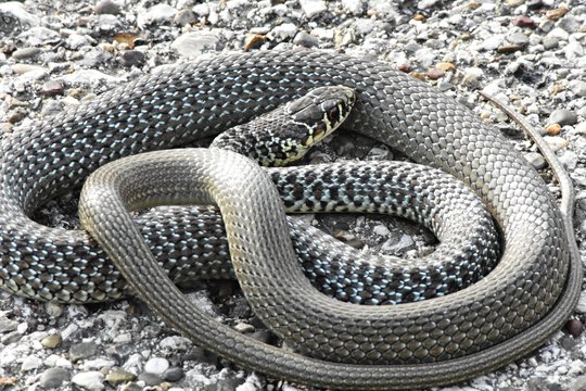 Biacco - Hierophis viridiflavus