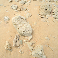Corals stones shells sticks and sand on the beach