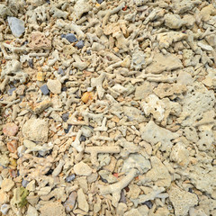 Corals stones shells sticks and sand on the beach