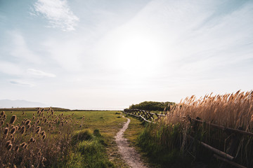 Landscape with wooden fence