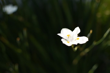 white and yellow flowers; Nature; kindness; beauty; natural; positive vibe; happiness; sun