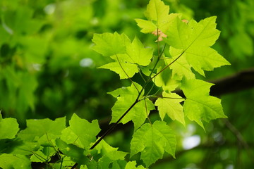 New Growth in Spring Maple Tree