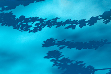 Shadow of blooming tree branch on blue background