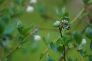 Unripe Blueberry Bush