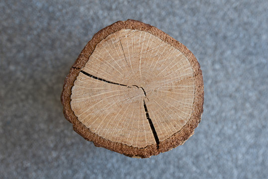 Corte transversal de un tronco de roble con grietas.