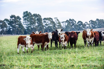 Obraz premium Cattle in Argentine countryside, Buenos Aires Province, Argentina.