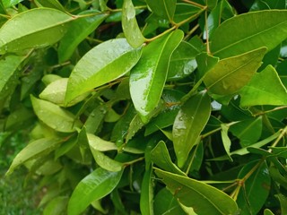 Rain drops green leaves background  in the home garden at the rainy day in Sri lanka