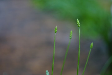 Lavender Flowers Before Bloom, Herb along Sidewalk