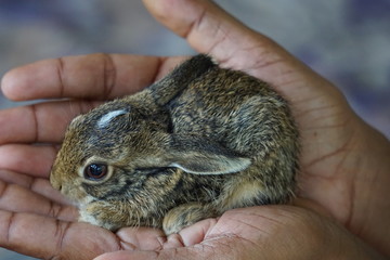 Baby rabbit