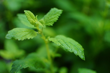Lemon Balm Top Growing in Spring