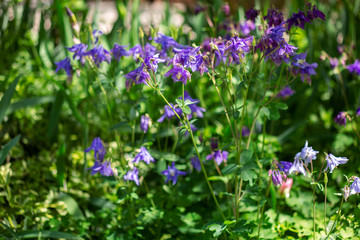 Obraz premium Columbine Aquilegia Flowers 