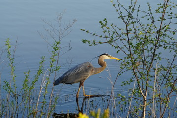 Great blue heron 