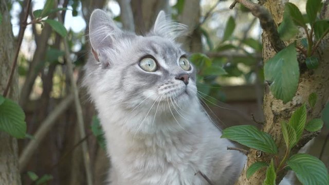A close-up view of a ragamuffin kitten chewing a leaf.