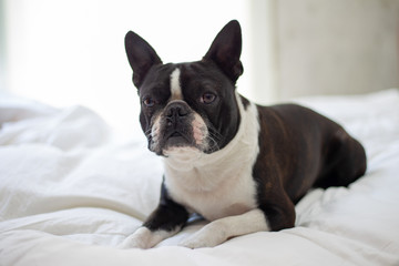boston terrier