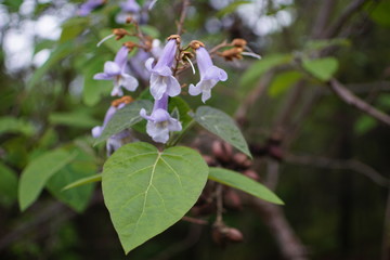 Catalpa Tree in Flower with Nut Seeds in Background