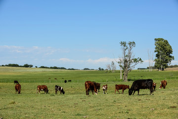 Cattle in Argentine countryside, Buenos Aires Province, Argentina.