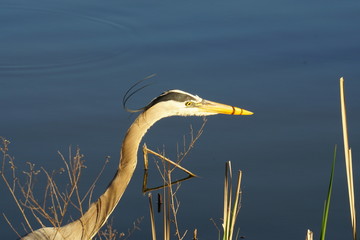 Great blue heron 