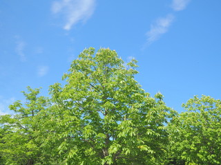 新緑のトチノキと青空