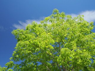 新緑のトチノキと青空