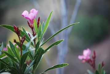 Wild Spanish Nerium Oleander Plant