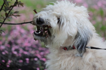 A soft Coated Wheaten Terrier