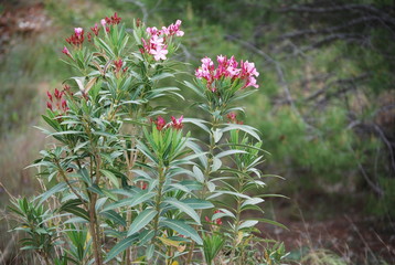 Wild Spanish Nerium Oleander Plant