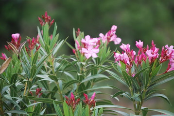 Obraz premium Wild Spanish Nerium Oleander Plant