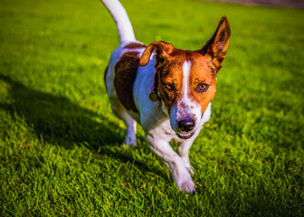 Dog runing and looking for the camera