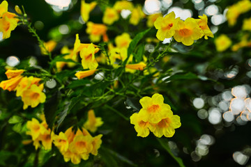 yellow flowers in the garden