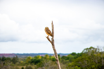 Bela coruja-buraqueira (Athene cunicularia) de pé sobre um galho seco