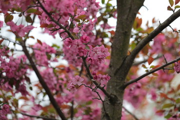 Pink Crabapple flowers on arching brances