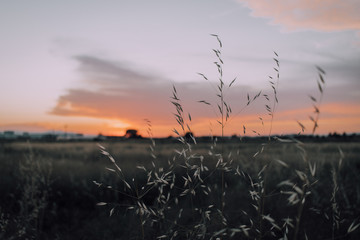 Close up flower grass and sunset background in the evening. Bright Dramatic Sky And Dark Ground. Countryside Landscape Under Scenic Colorful Sky At Sunrise. Sun Over Skyline, Horizon. Warm Colours.