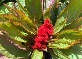 Comb flower Celosia (lat.- Celosia Cristata)