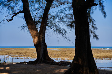 tree on the beach