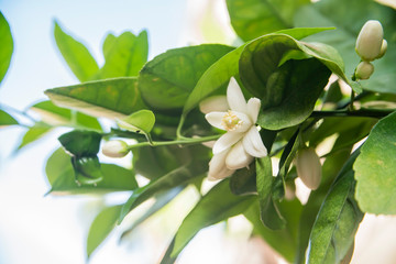 orange blossoms on branch of orange tree with flowers and leaves