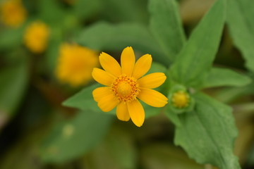 yellow flower with green leaves