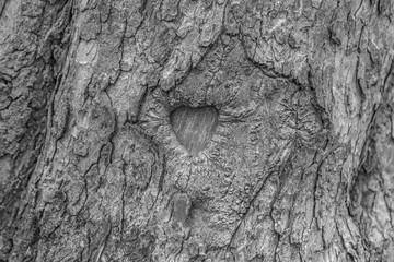 Tree with a heart in the bark 