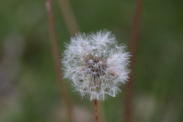 Dandelion flower with seeds for dispersal