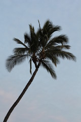palm tree against blue sky