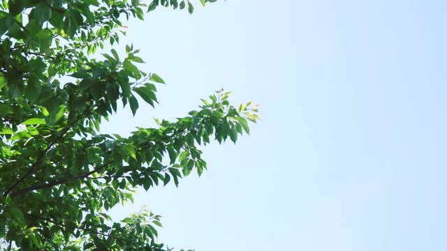 同じ場所から桜の木を一年間春夏秋冬四季折々【夏】