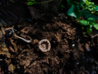 Coprinopsis lagopus is a species of fungus in the family Psathyrellaceae.