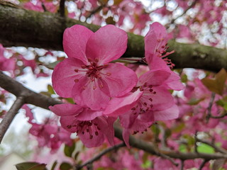 Pink Crabapple flowers on arching brances