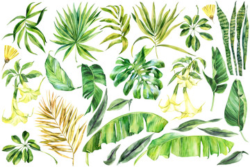 Tropical leaves, monstera,  banana palm leaves,  brugmansia, palm tree , Big set  on an isolated background, watercolor painting, botanical illustration, floral design, stock illustration.