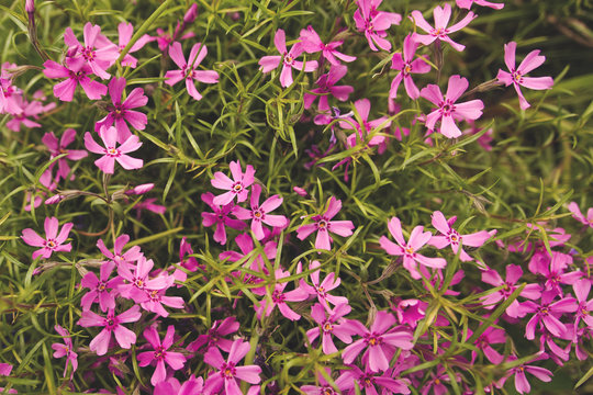 Colorful spring pink phlox pilosa garden flowers in a garden and green grass photo background. For cards, posters, website decoration etc