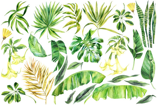 Tropical leaves, monstera,  banana palm leaves,  brugmansia, palm tree , Big set  on an isolated background, watercolor painting, botanical illustration, floral design, stock illustration.
